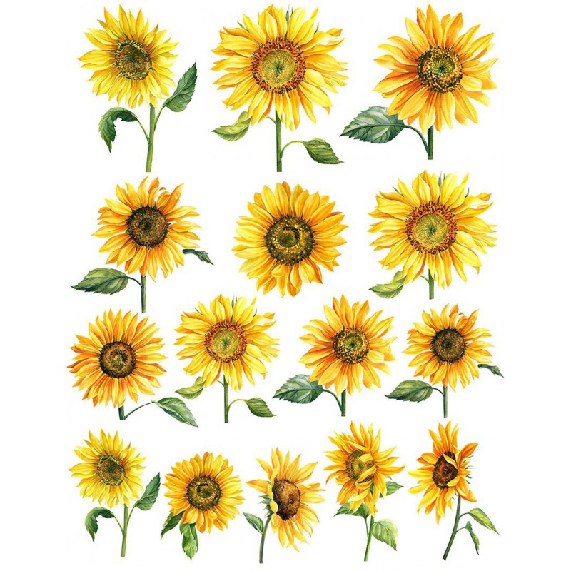 Sır Üstü Renkli Dekal Sunflower (Ayçiçeği) D-246 (23x28cm)
