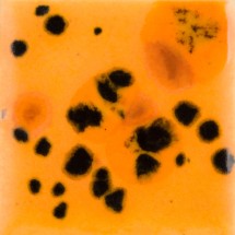 CG-1013 Jungle Gems Papaya 1000–1040°C 4oz - 118mL
