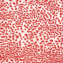 CR-58 Red Amaco Crawl 473 mL (Kırmızı)