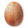 7859B / 359B Terracotta Stone (Efektli Mat Bej) Terra Color Toz Sır